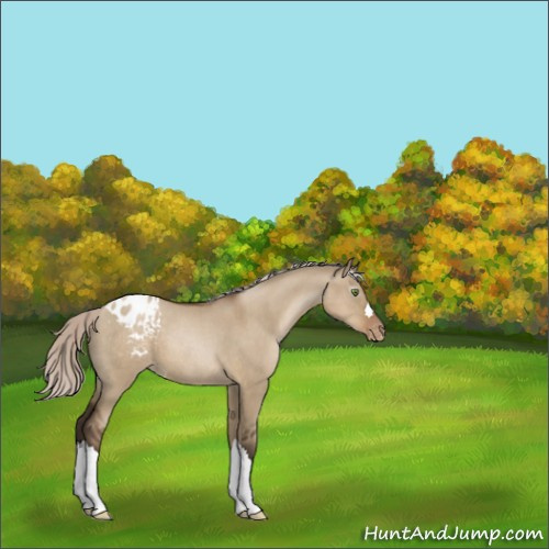 Horse Color:Gray Silver Grullo Roan Pearl Appaloosa 