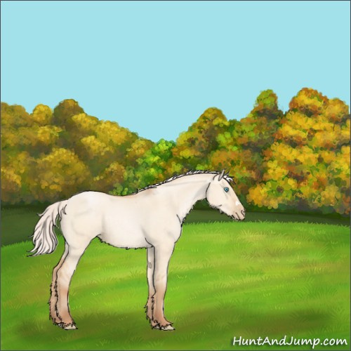 Horse Color:Silver Buckskin Pearl Dun Rabicano 