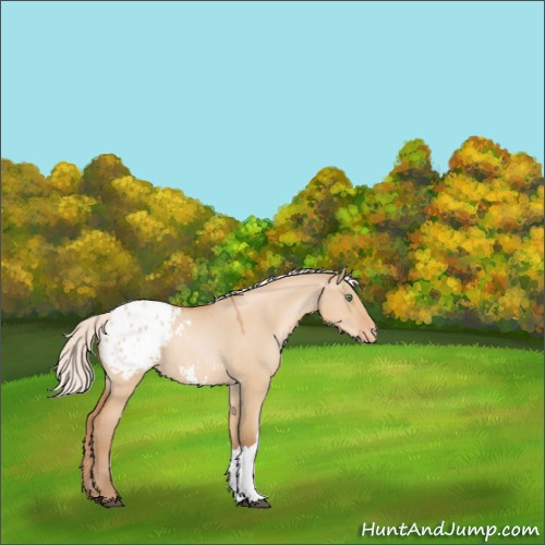 Horse Color:Silver Brown Roan Pearl Dun Appaloosa Rabicano 