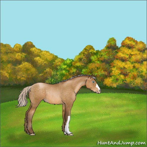 Horse Color:Gray Silver Smoky Black Pearl Rabicano 