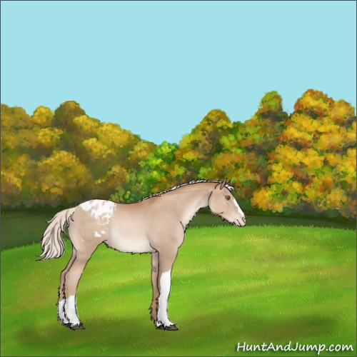 Horse Color:Silver Black Pearl Appaloosa Rabicano 