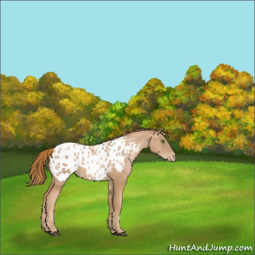 Horse Color:Chestnut Pearl Sabino Appaloosa 