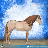 Horse Color:Gold Champagne Dun Splash 