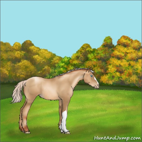 Horse Color:Gray Silver Sable Cream Champagne Pearl Rabicano 