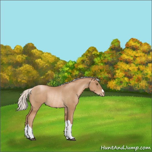 Horse Color:Silver Black Pearl Rabicano 