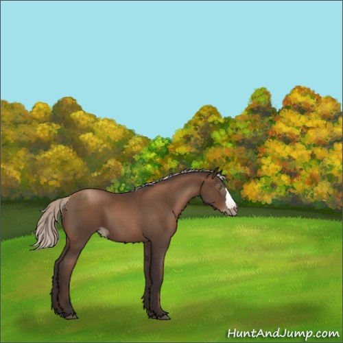 Horse Color:Gray Silver Black Pearl 