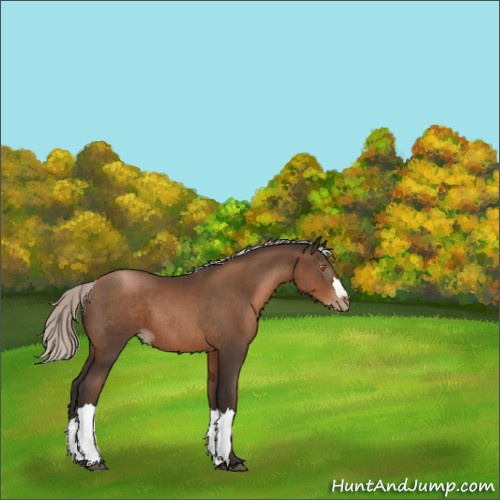 Horse Color:Gray Silver Black Pearl 