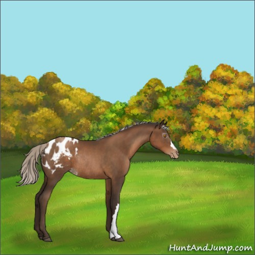Horse Color:Gray Silver Black Pearl Appaloosa Rabicano 