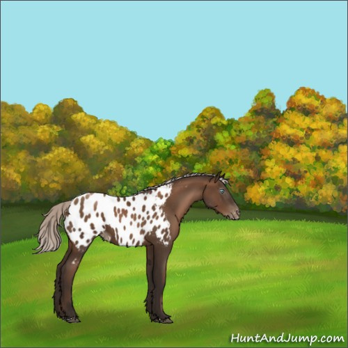 Horse Color:Gray Silver Black Pearl Appaloosa 