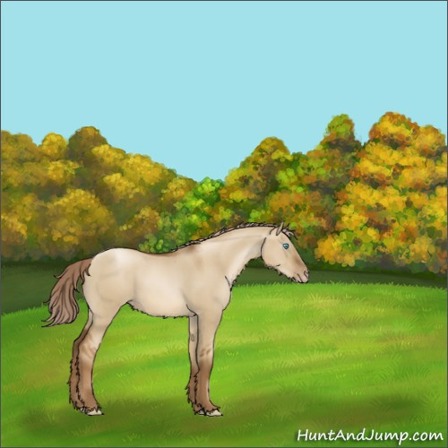 Horse Color:Gray Chocolate Palomino Pearl Dun Rabicano 