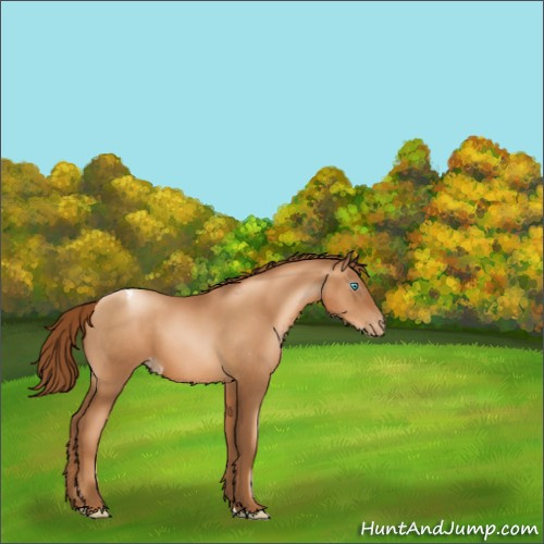 Horse Color:Gray Gold Champagne Pearl Appaloosa 