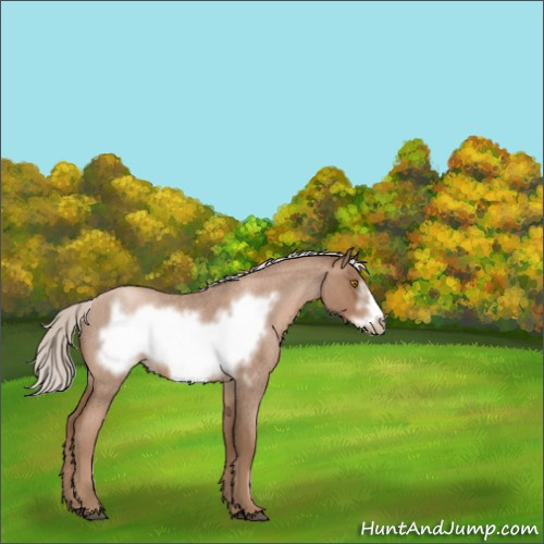Horse Color:Silver Blue Roan Pearl Frame 