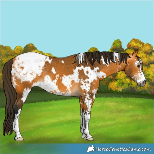Horse Color:Gray White Spotted Buckskin Sabino Appaloosa Rabicano 