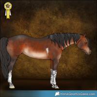 Horse Color:Brown Tobiano 