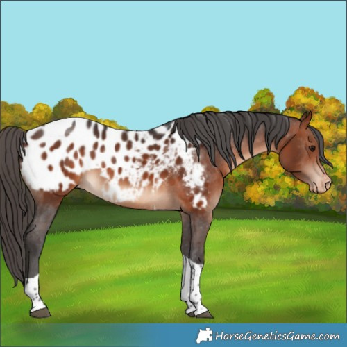 Horse Color:Bay Tobiano Appaloosa 