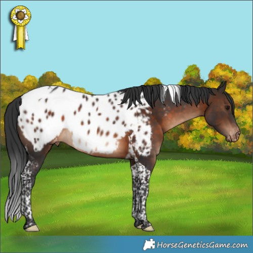 Horse Color:Brown Tobiano Appaloosa Rabicano 