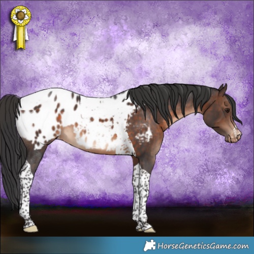 Horse Color:Brown Tobiano Appaloosa 
