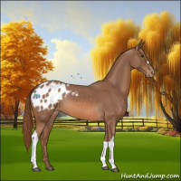 Horse Color:Red Roan Appaloosa