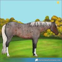 Horse Color:Liver Red Roan Mushroom