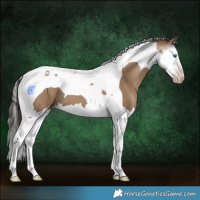 Horse Color:Gray Classic Champagne Dun Splash Tobiano 