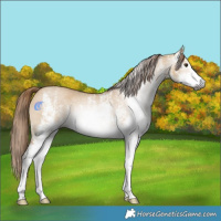 Horse Color:Gray White Spotted Red Dun