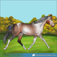Horse Color:Gray Bay Tobiano 