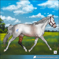 Horse Color:Gray Bay Tobiano