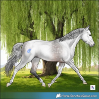 Horse Color:Gray Bay Tobiano 