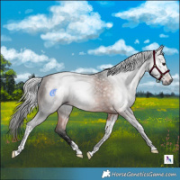 Horse Color:Gray Bay Tobiano 