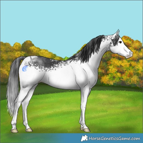Horse Color:White Spotted Black Tobiano 
