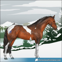 Horse Color:Bay Tobiano 