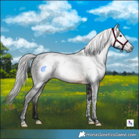 Horse Color:Gray Brown Tobiano 