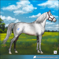 Horse Color:Gray Brown Tobiano 