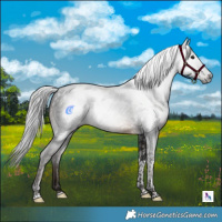 Horse Color:Gray Brown Tobiano