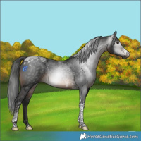 Horse Color:Gray Brown Tobiano 