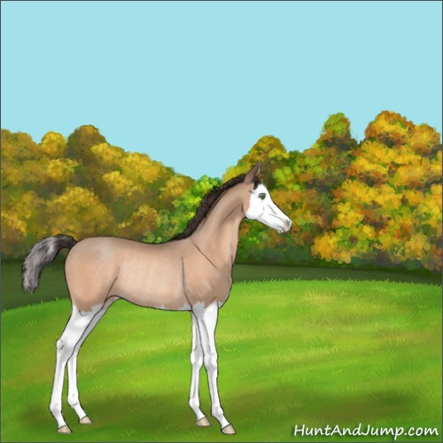 Horse Color:Amber Champagne Splash Rabicano