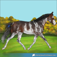 Horse Color:White Spotted Bay Rabicano 