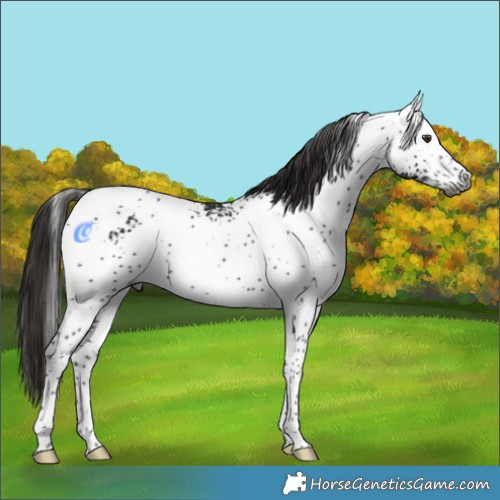 Horse Color:Gray White Spotted Liver Chestnut Tobiano