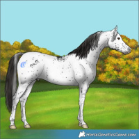 Horse Color:Gray White Spotted Liver Chestnut Tobiano 