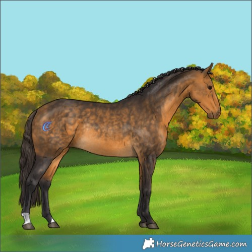 Horse Color:Buckskin Rabicano 