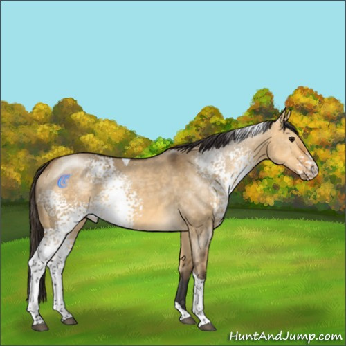 Horse Color:White Spotted Buckskin Dun Tobiano 