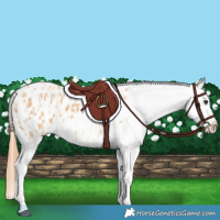 Horse Color:Red Dun Appaloosa  and Bay Dun Appaloosa 