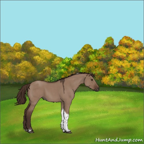 Horse Color:Liver Red Dun Roan Tobiano Rabicano 
