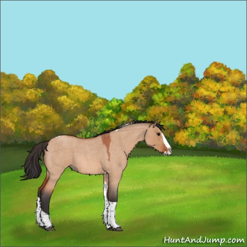 Horse Color:Bay Roan Dun Splash Tobiano Rabicano 