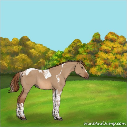 Horse Color:Red Dun Tobiano Rabicano 