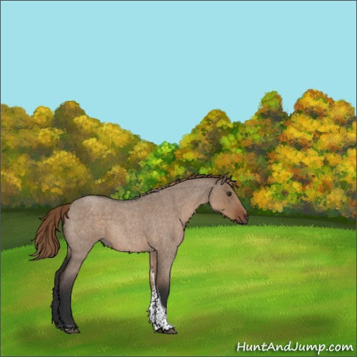 Horse Color:Liver Red Dun Roan Tobiano 