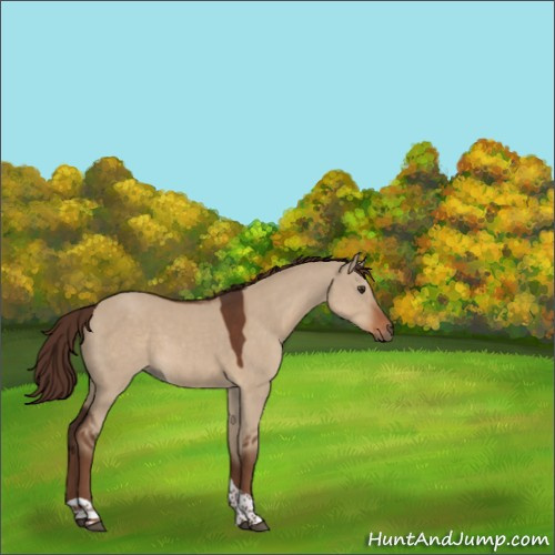 Horse Color:Liver Red Dun Tobiano Rabicano 
