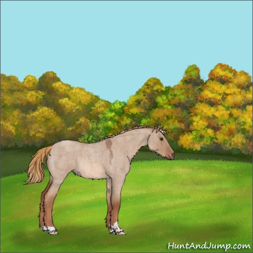 Horse Color:Red Dun Roan Sabino Rabicano 