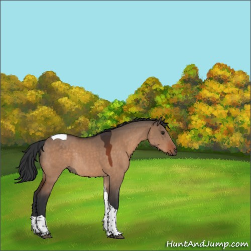 Horse Color:Brown Dun Tobiano Rabicano 
