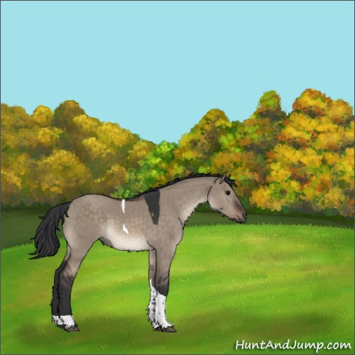 Horse Color:Brown Dun Tobiano 